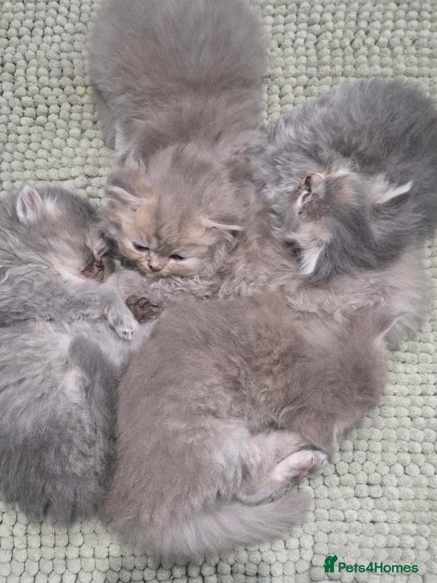 Persian cats Could Misty Be Your Perfect Persian Kitten? - Advert 2