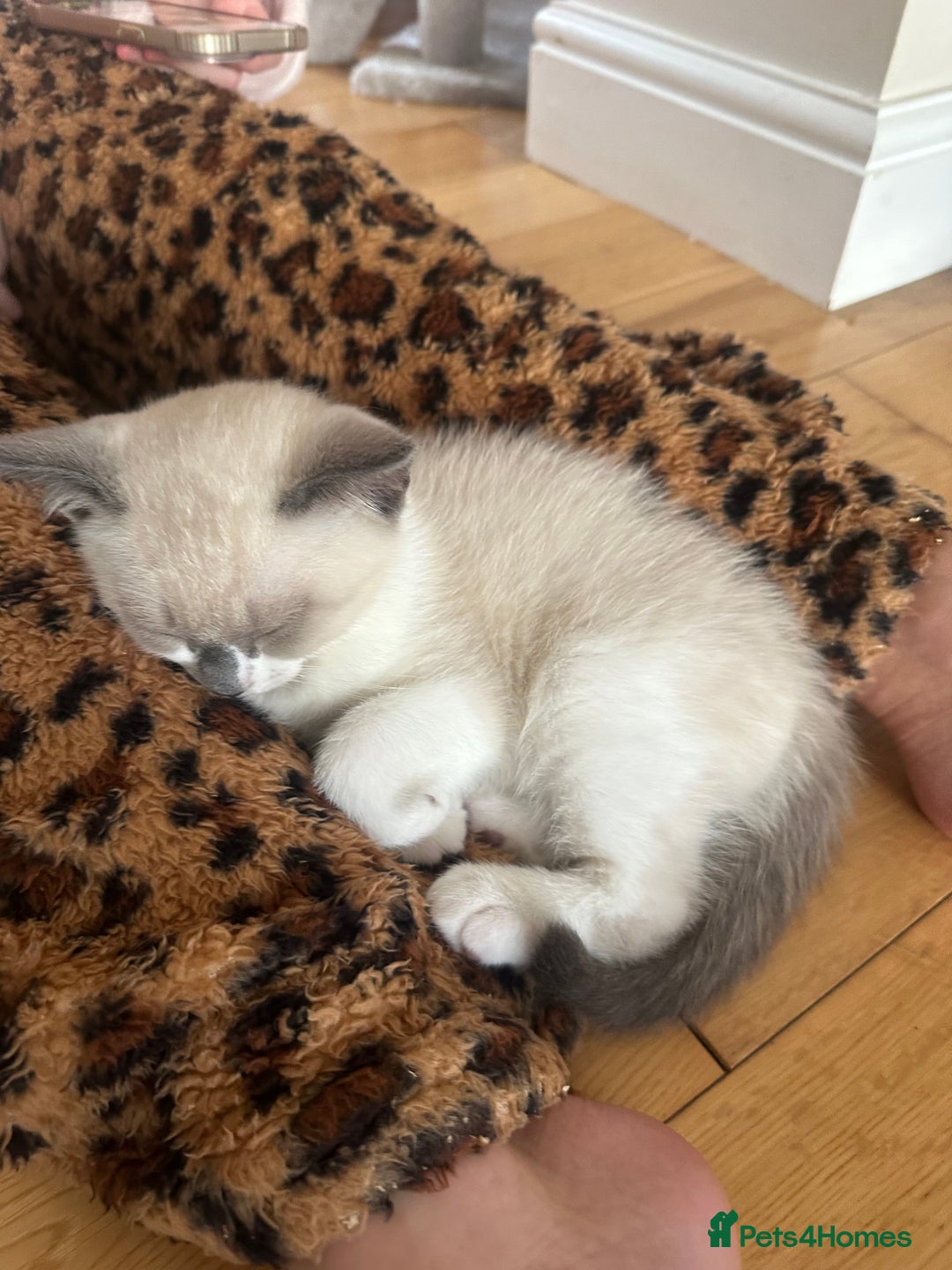 Ragdoll cats for sale: Ragdoll mix - Advert 17