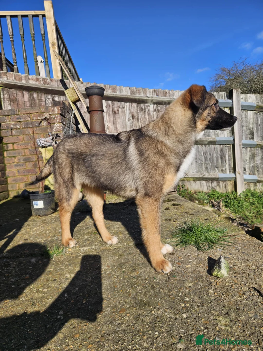 Mixed Breed dogs for adoption: Cute Colby for Adoption!  - Advert 8