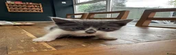 Mixed Breed cats for sale: 8 Week Old Kittens in Birmingham - Advert 9