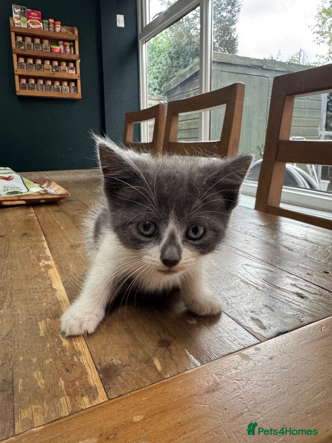 Mixed Breed cats for sale: 8 Week Old Kittens in Birmingham - Advert 9