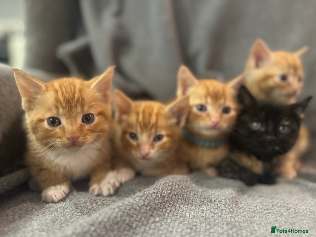 Domestic Shorthair cats for sale: Kitten for sale. Family pet.  - Image 6