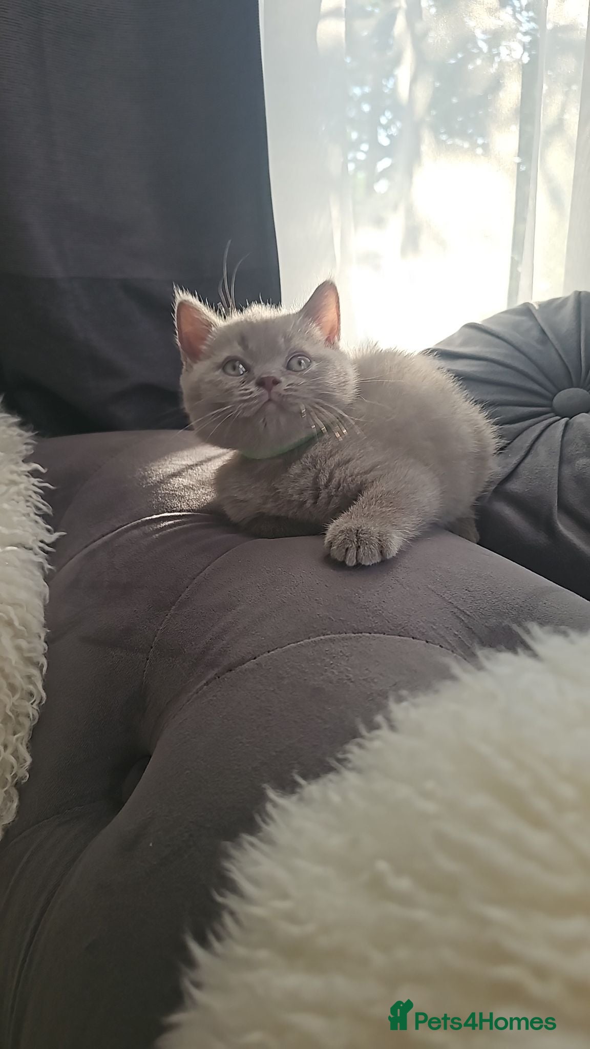 Scottish Fold cats  LILAC Scottish Fold Kitten With Straight Ears - Advert 2