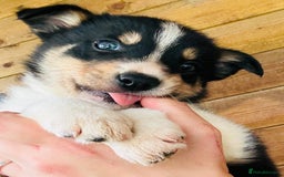 Border Collie dogs for sale: Gorgeous Border Collie puppies  - Image 9
