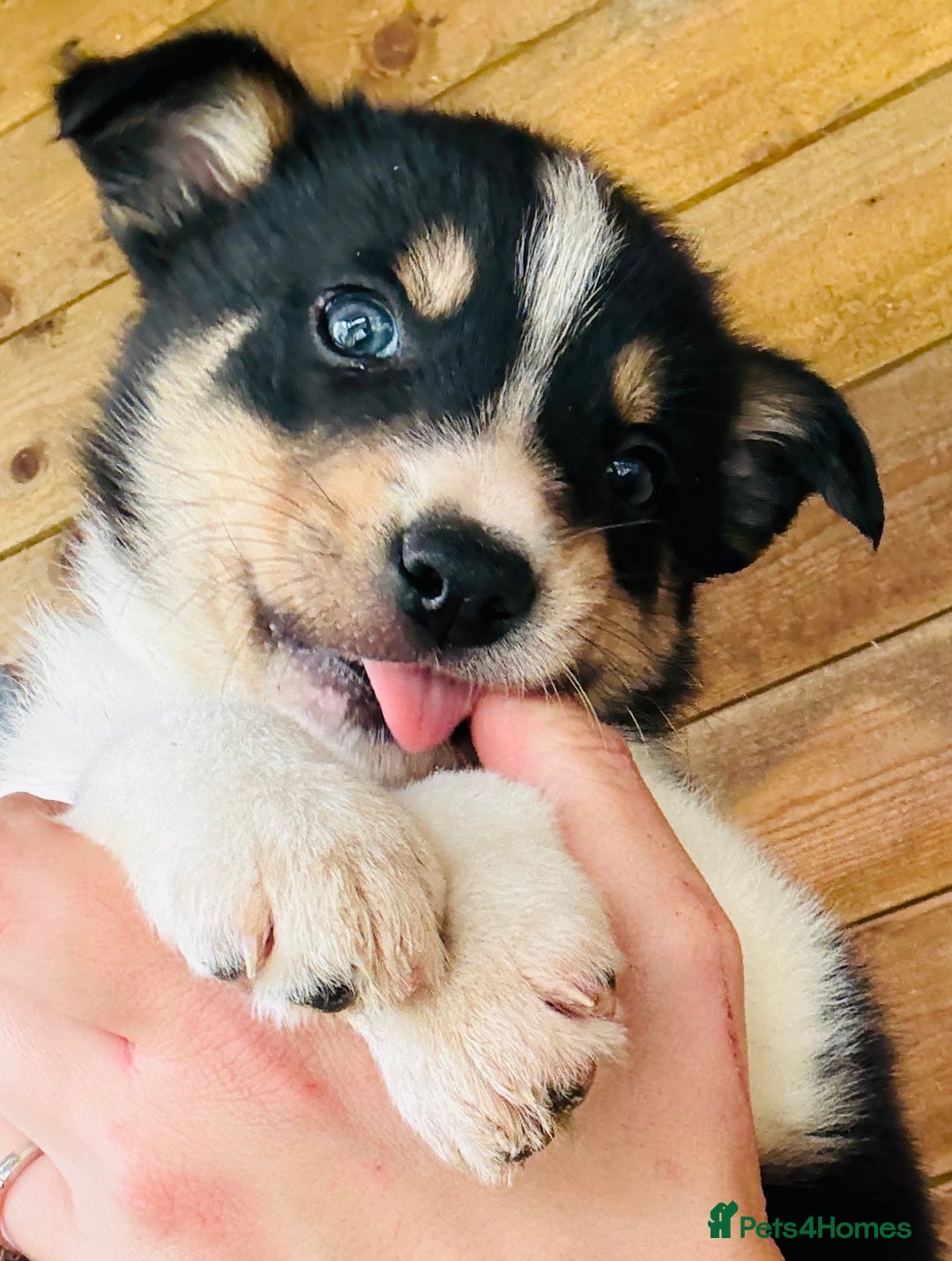 Border Collie dogs for sale: Gorgeous Border Collie puppies  - Image 9