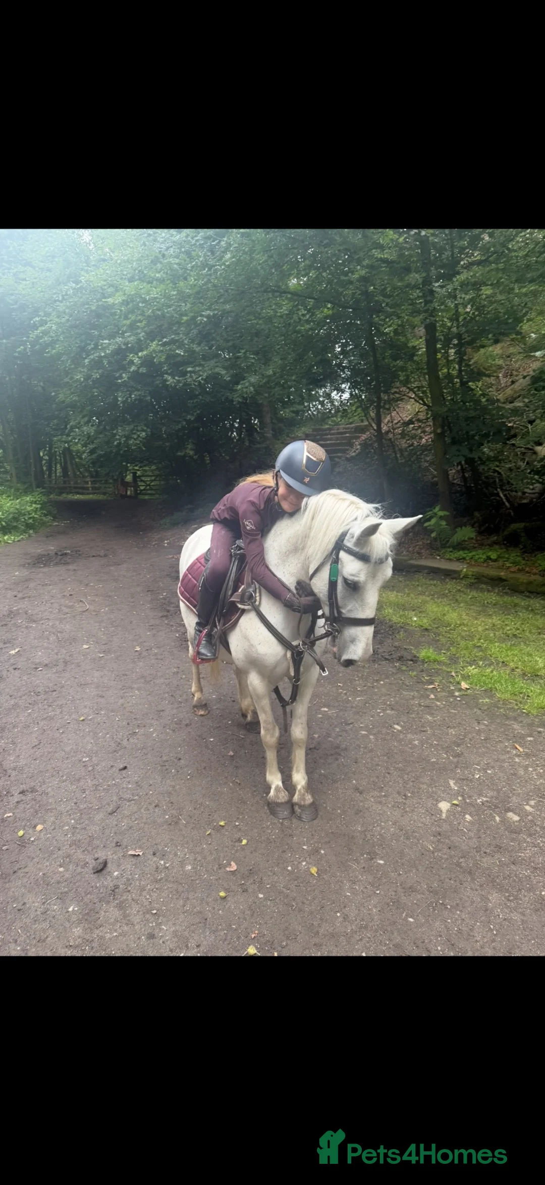 Welsh Section A horses for sale: 12.1/2 Grey Welsh section A white mare  - Advert 1