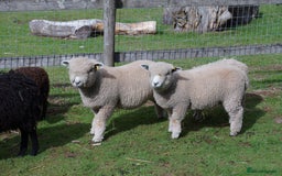 Sheep livestock for sale: Ryeland Ewe and Wether Looking for a Pet Home - Image 2