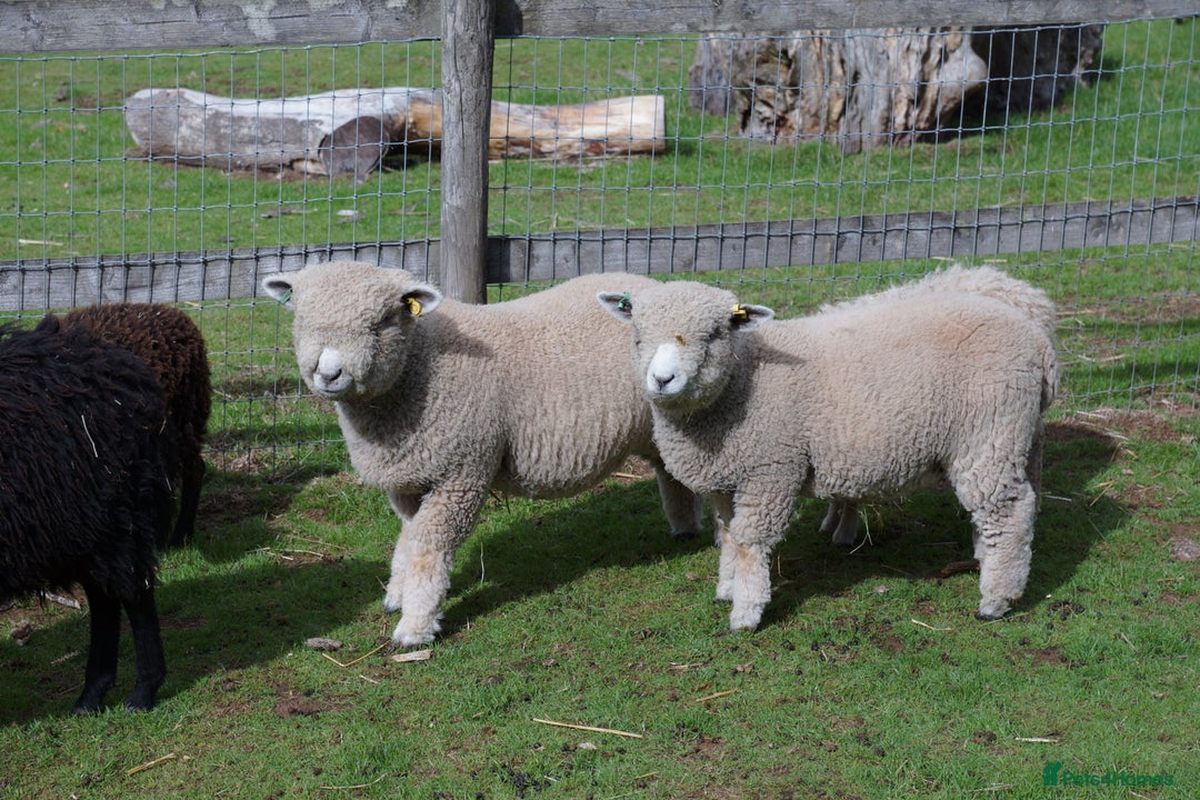 Sheep livestock for sale: Ryeland Ewe and Wether Looking for a Pet Home - Image 2