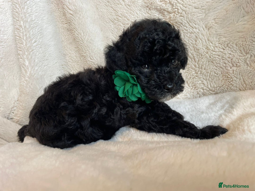 Toy Poodle dogs for sale: Tiny, champion bloodlines best pet homes only  - Image 6