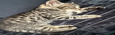 Tabby Girl