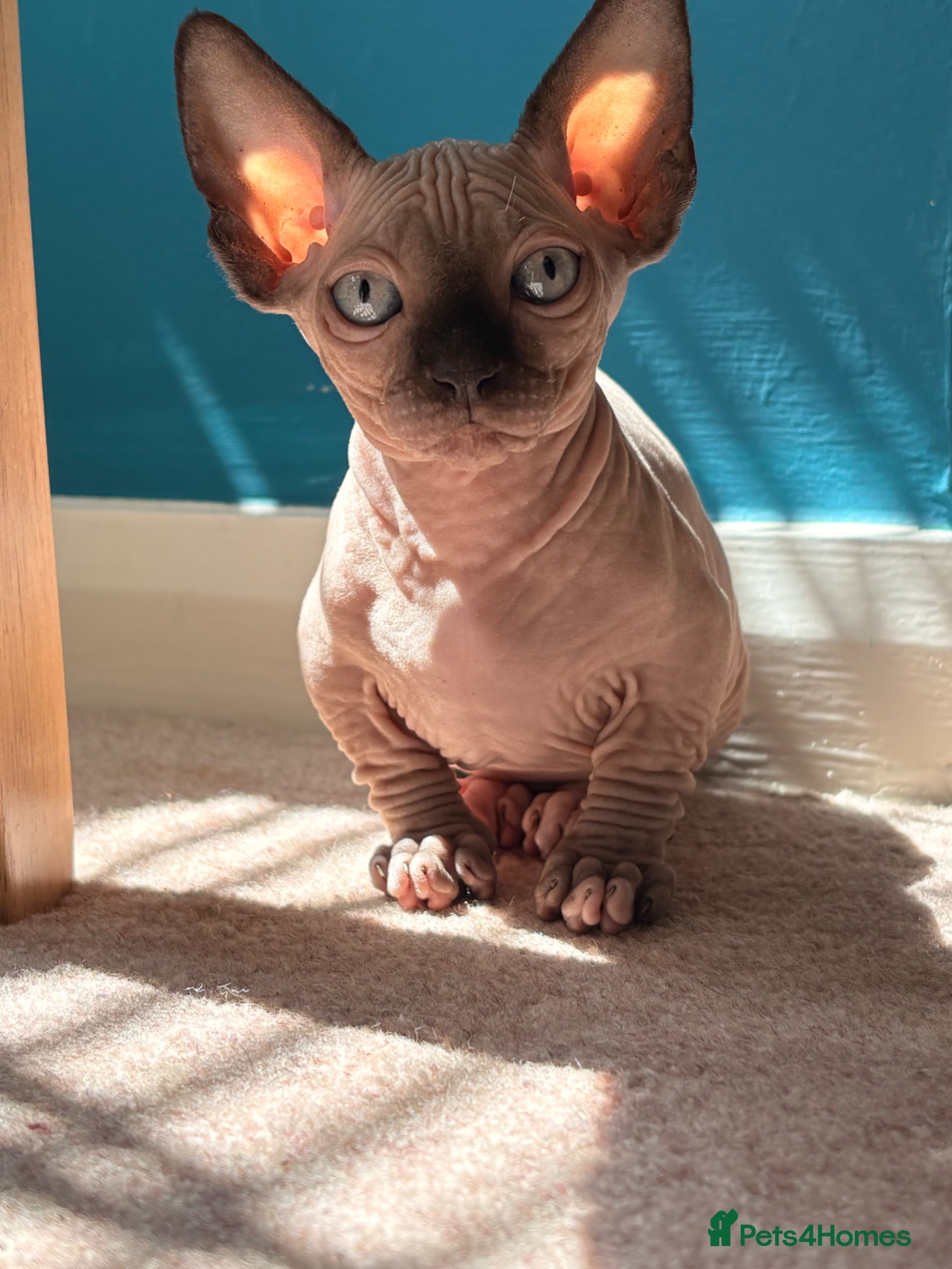 Sphynx cats for sale: Sphynx bambino kittens available 🐈‍⬛🐈 - Advert 12