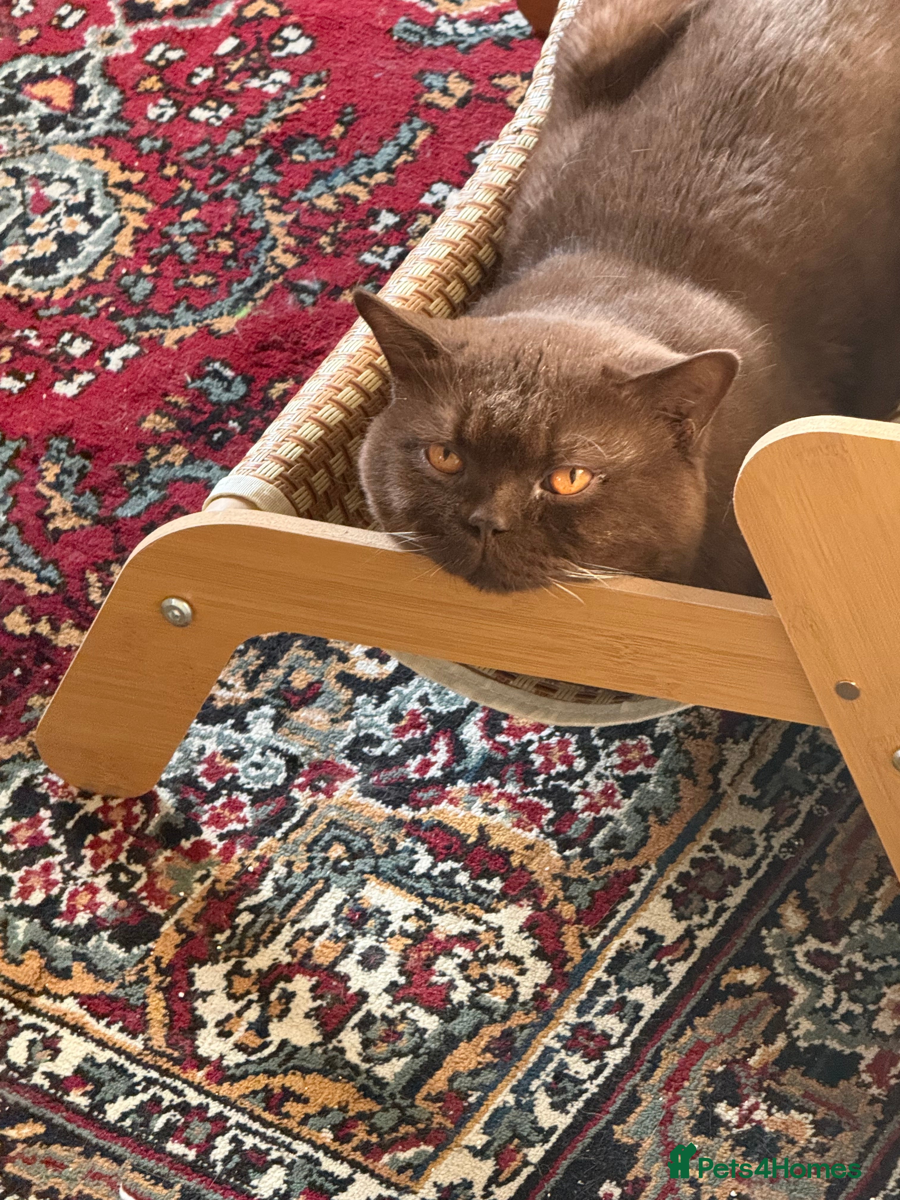 British Shorthair cats Championship active GCCF stud cinnamon  - Advert 1