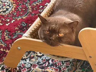 British Shorthair cats Championship active GCCF stud cinnamon - Advert 1