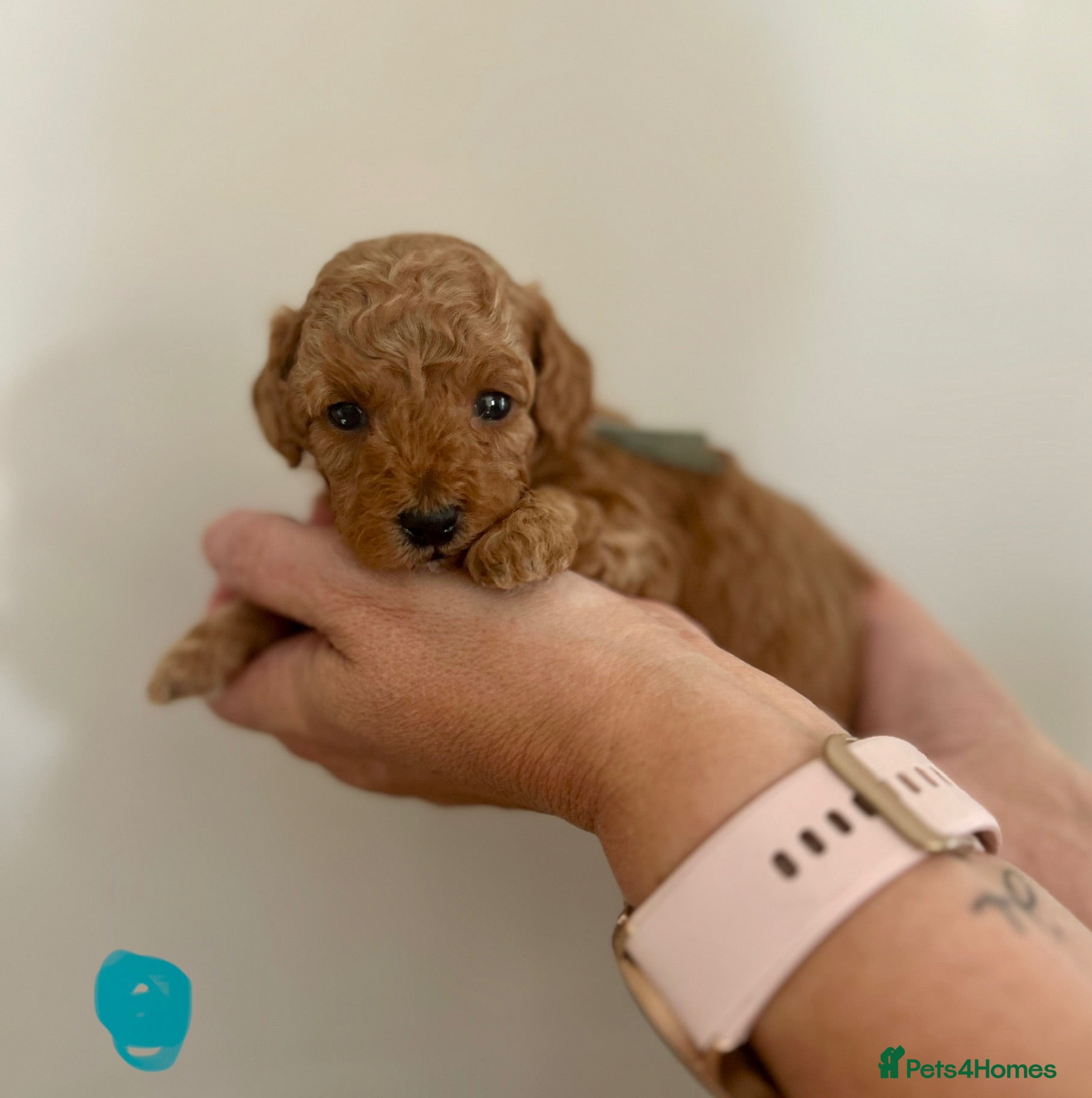 Miniature Poodle dogs Stunning Red Miniature Poodle Pups - Advert 1
