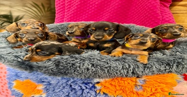 Miniature Dachshund dogs Beautiful bunch of girls /boy 🩷✨ Kc mini pups   - Advert 4