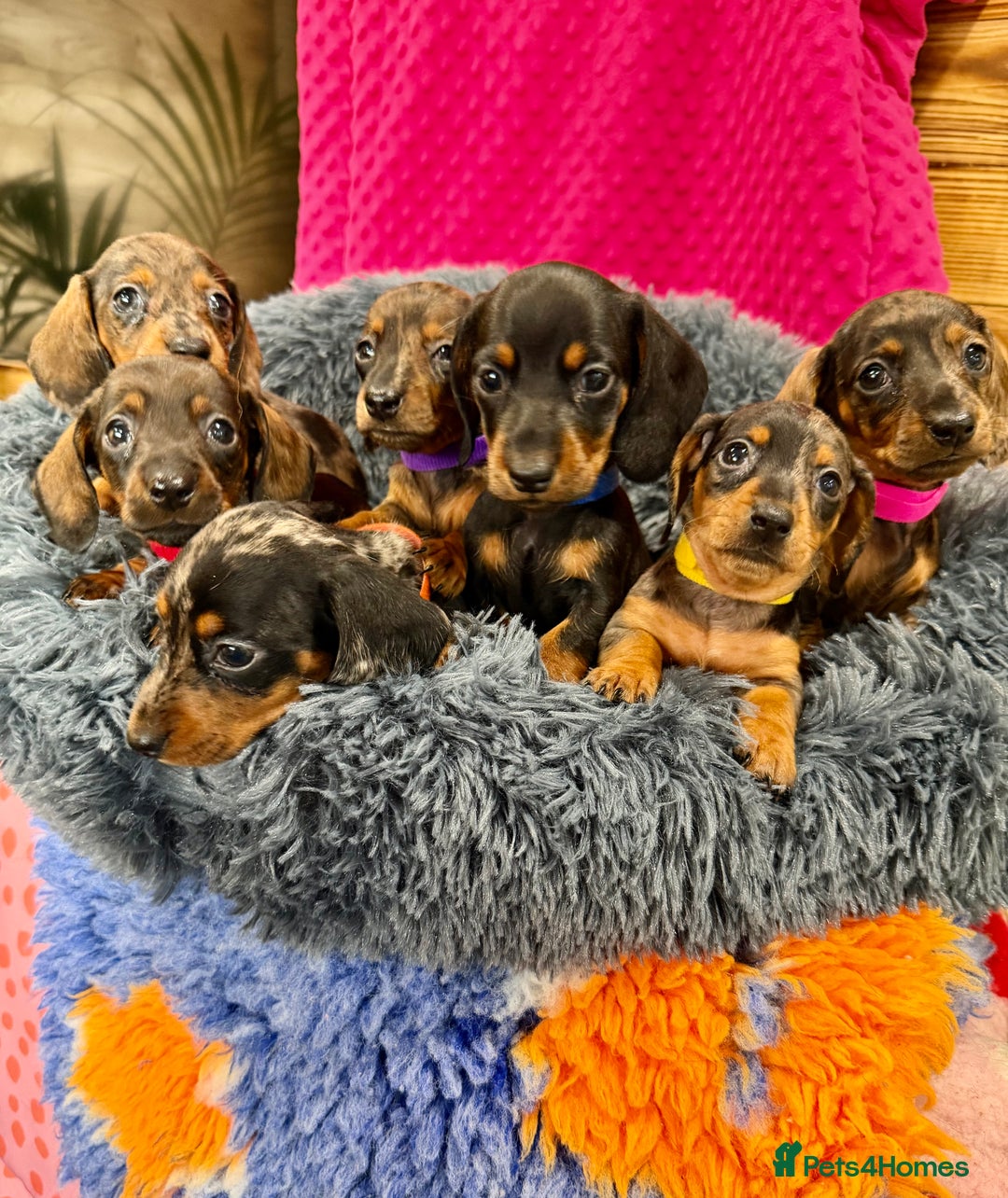 Miniature Dachshund dogs for sale: Beautiful bunch of girls /boy 🩷✨ Kc mini pups   - Image 5