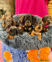 Miniature Dachshund dogs Beautiful bunch of girls /boy 🩷✨ Kc mini pups - Advert 4