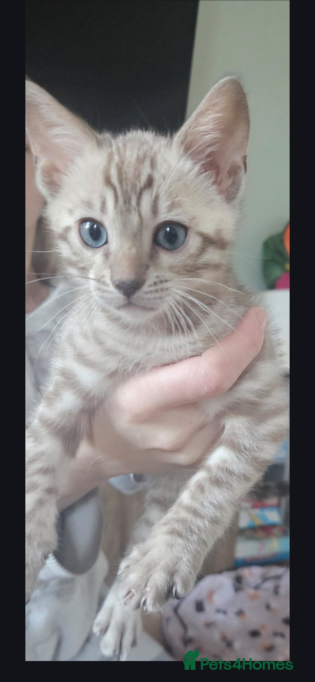 Bengal cats for sale: Bengal kittens ready Jan 30th - Advert 3