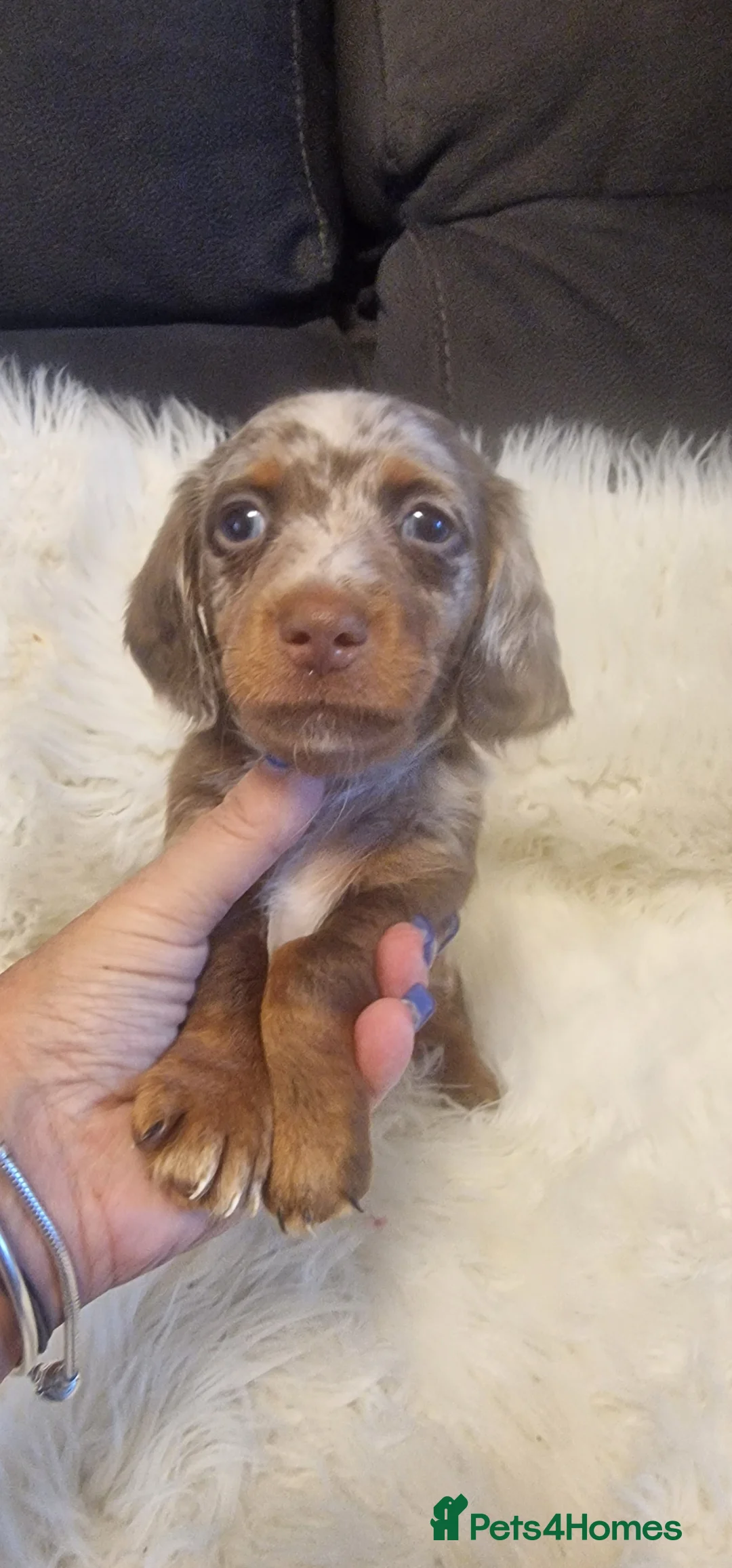 Miniature Dachshund dogs for sale: READY to GO FULL Vac Mini Dachshund smooth  - Advert 32