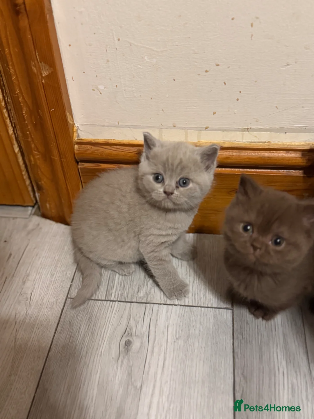 British Shorthair cats for sale: Stunning gccf lilac and chocolate females 🐾 in Gloucester - Advert 2