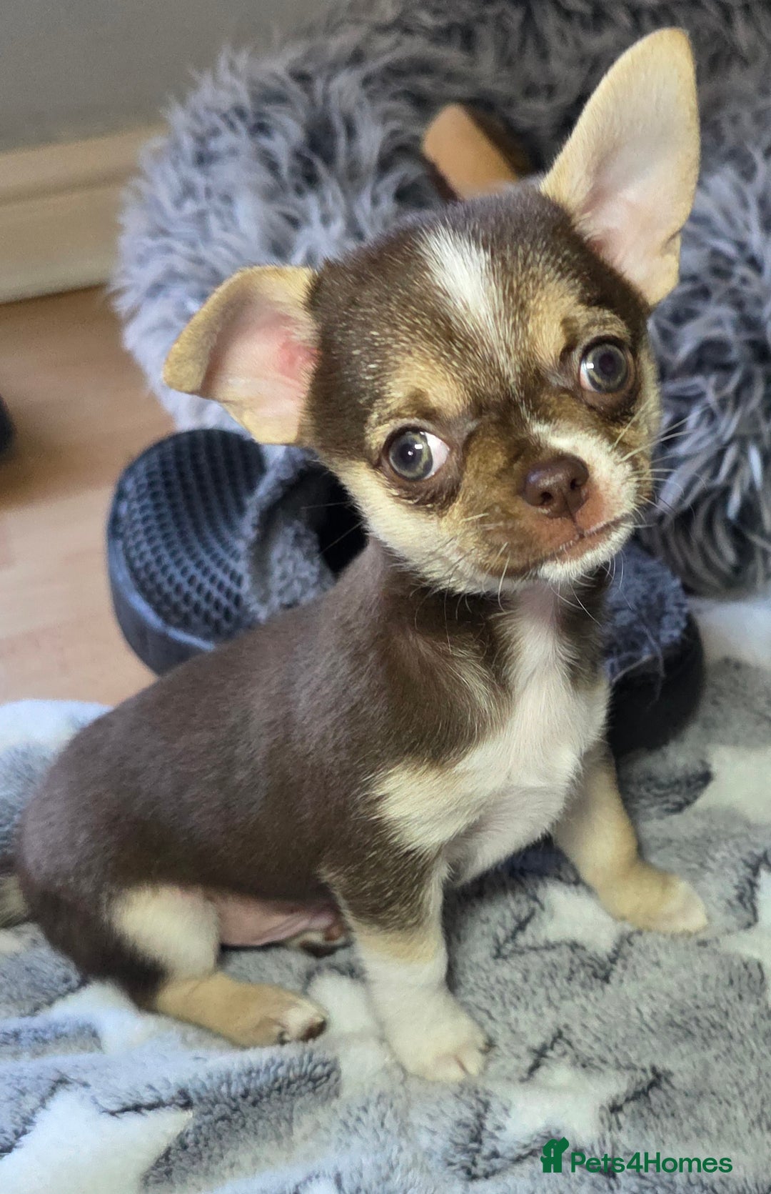 Chihuahua dogs for sale: BOY  Ready To Go✔️ in Basildon - Image 11