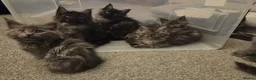 Maine Coon cats for sale: 8 GCCF Pedigree Maine Coon Kittens - Blue & Black  - Advert 5