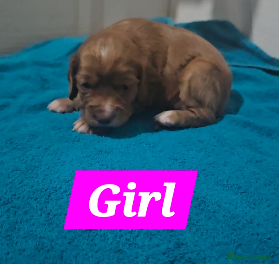 Cocker Spaniel dogs for sale: 9 cocker spaniels  - Advert 2