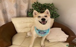 Siberian Husky dogs for stud: Siberian Husky for Stud in Wrexham - Image 6
