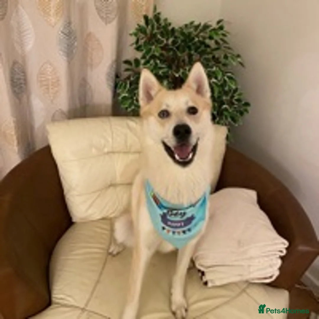 Siberian Husky dogs for stud: Siberian Husky for Stud in Wrexham - Advert 6