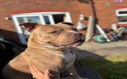 Mixed Breed dogs for sale: Bruno - American Bulldog x Staffy 1.5 years  - Advert 8