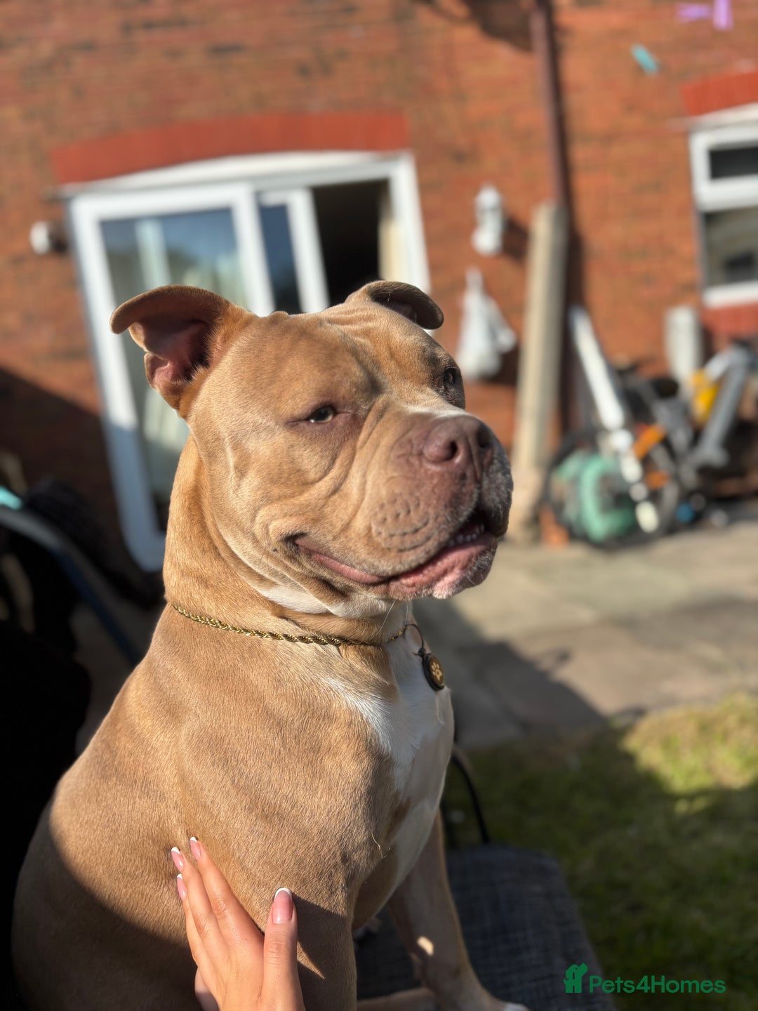 Mixed Breed dogs for sale: Bruno - American Bulldog x Staffy 1.5 years  - Advert 8