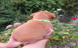 Labrador Retriever dogs for sale: Health Tested Fox Red Puppies for Sale - Image 8