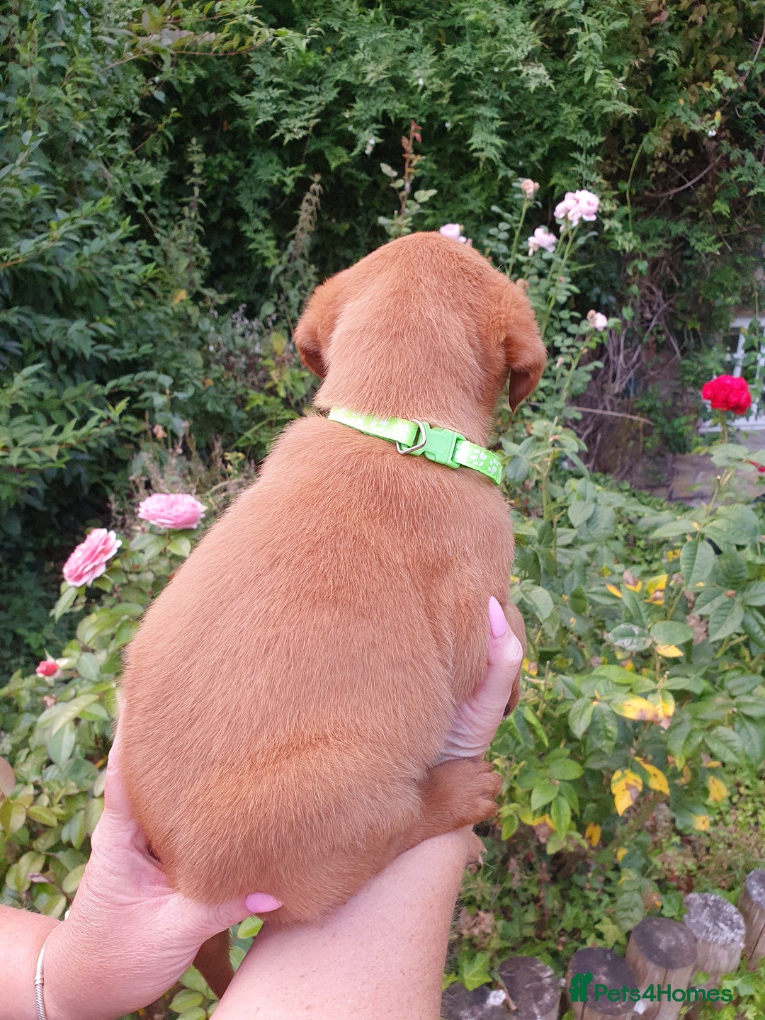 Labrador Retriever dogs for sale: Health Tested Fox Red Puppies for Sale - Image 8