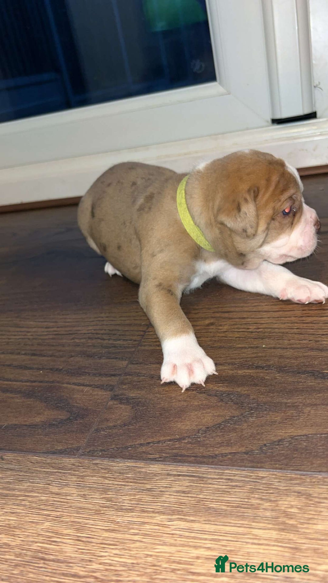 Alapaha Blue Blood Bulldog dogs for sale: IABBR registered Alapaha Blue Blood Bulldogs - Image 3