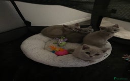 British Shorthair cats for sale: British shorthair kittens  - Image 2