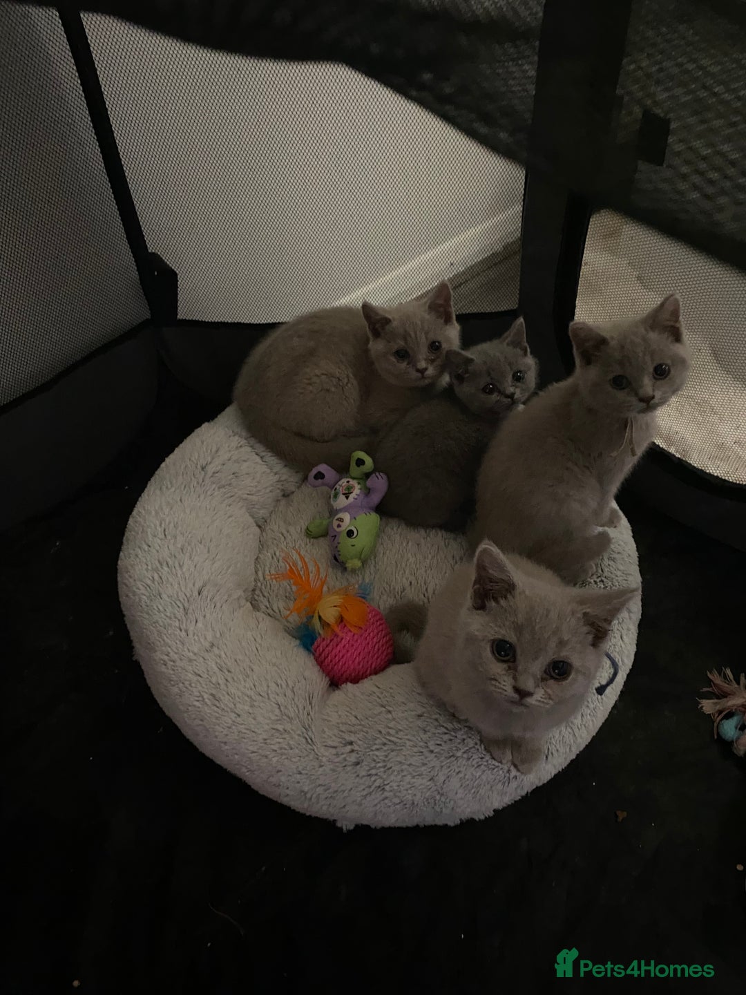 British Shorthair cats for sale: British shorthair kittens  - Image 2
