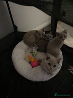 British Shorthair cats - Advert 4