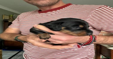 Miniature Dachshund dogs - Advert 11