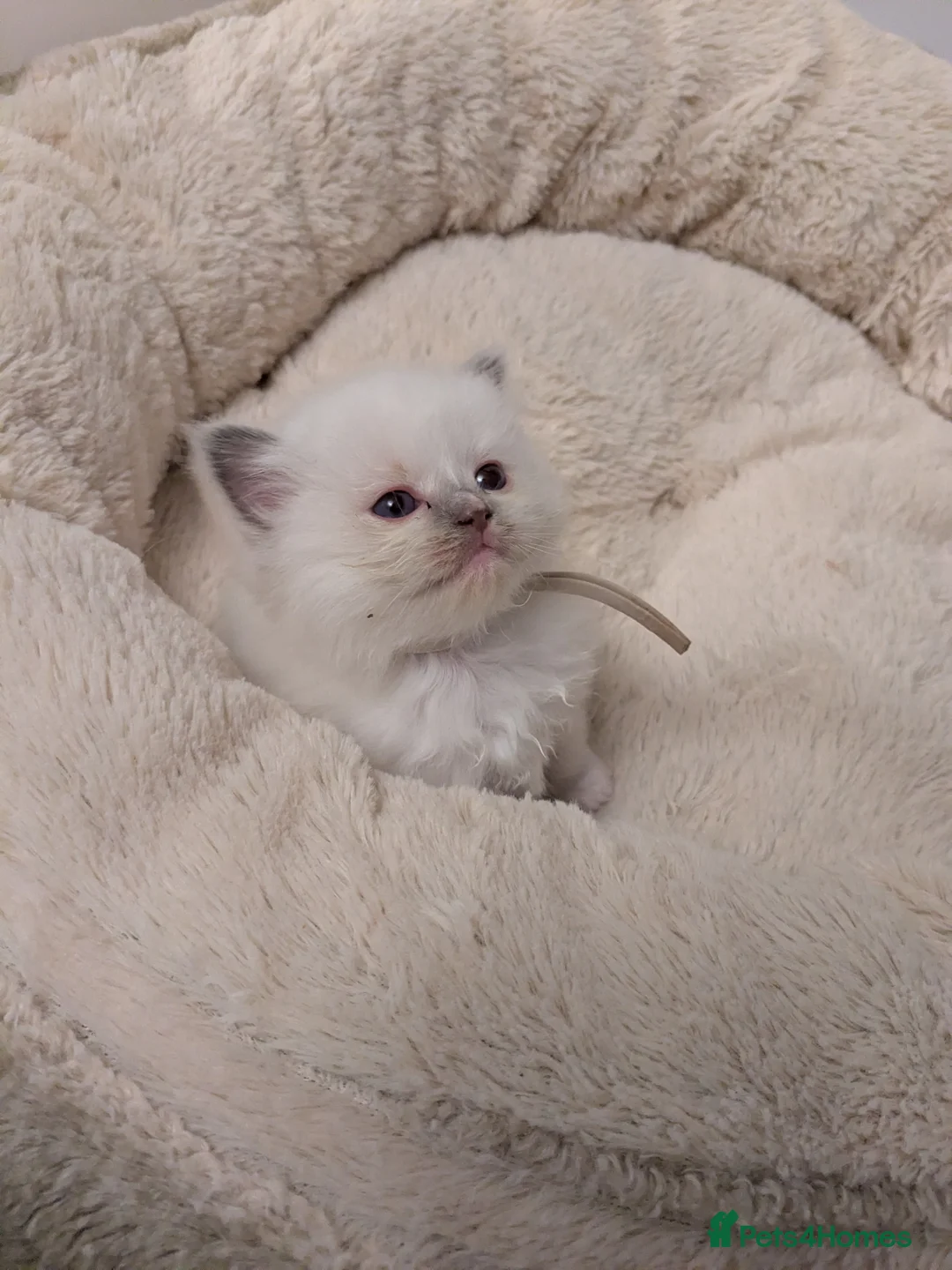 Ragdoll cats for sale: GCCF Ragdoll Kitten. - Advert 1