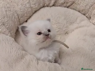 Ragdoll cats GCCF Ragdoll Kitten. - Advert 2