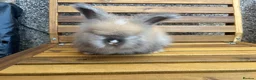 Angora rabbits for sale: English Angoras  - Advert 3