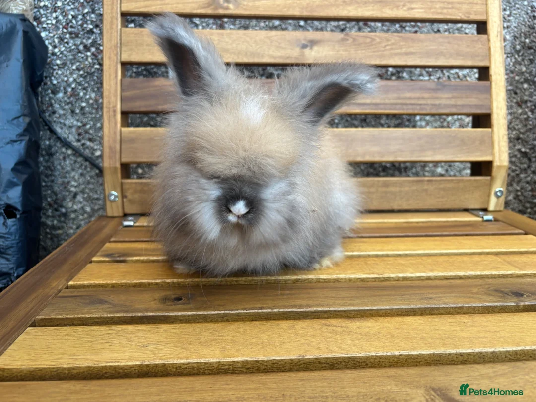 Angora rabbits for sale: English Angoras  - Advert 9