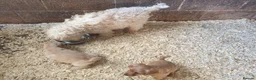 Cockapoo dogs for sale: Beautiful Cockerpoos 😍  - Advert 2