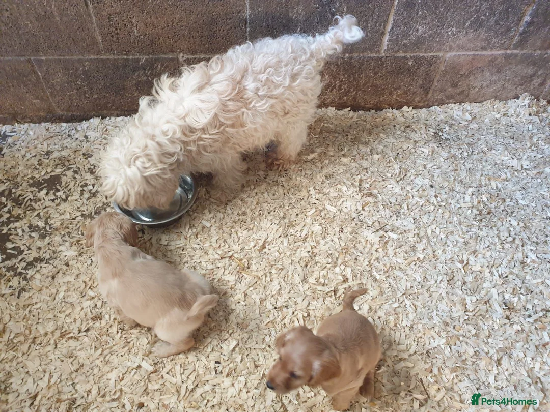 Cockapoo dogs for sale: Beautiful Cockerpoos 😍  - Advert 2