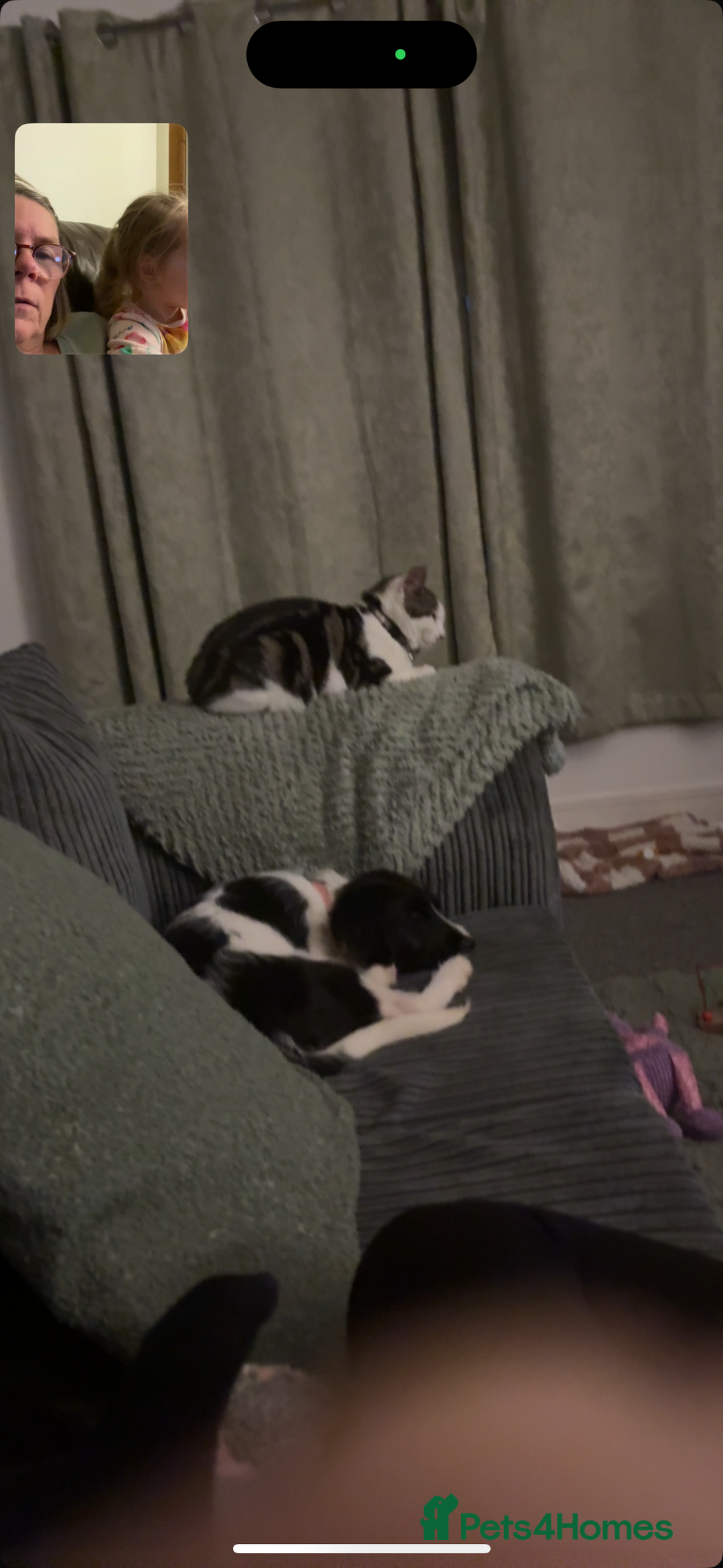 Mixed Breed dogs for sale: Cockerjack girl  - Advert 3