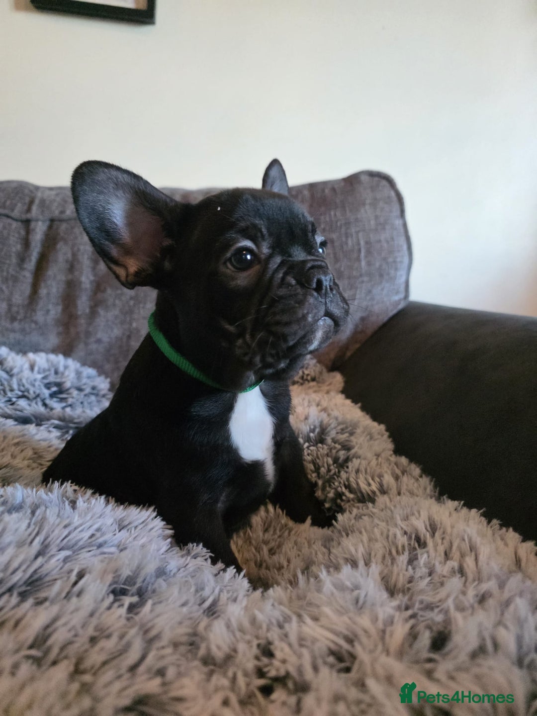 French Bulldog dogs for sale: 5 Beautiful French bulldogs - Image 14