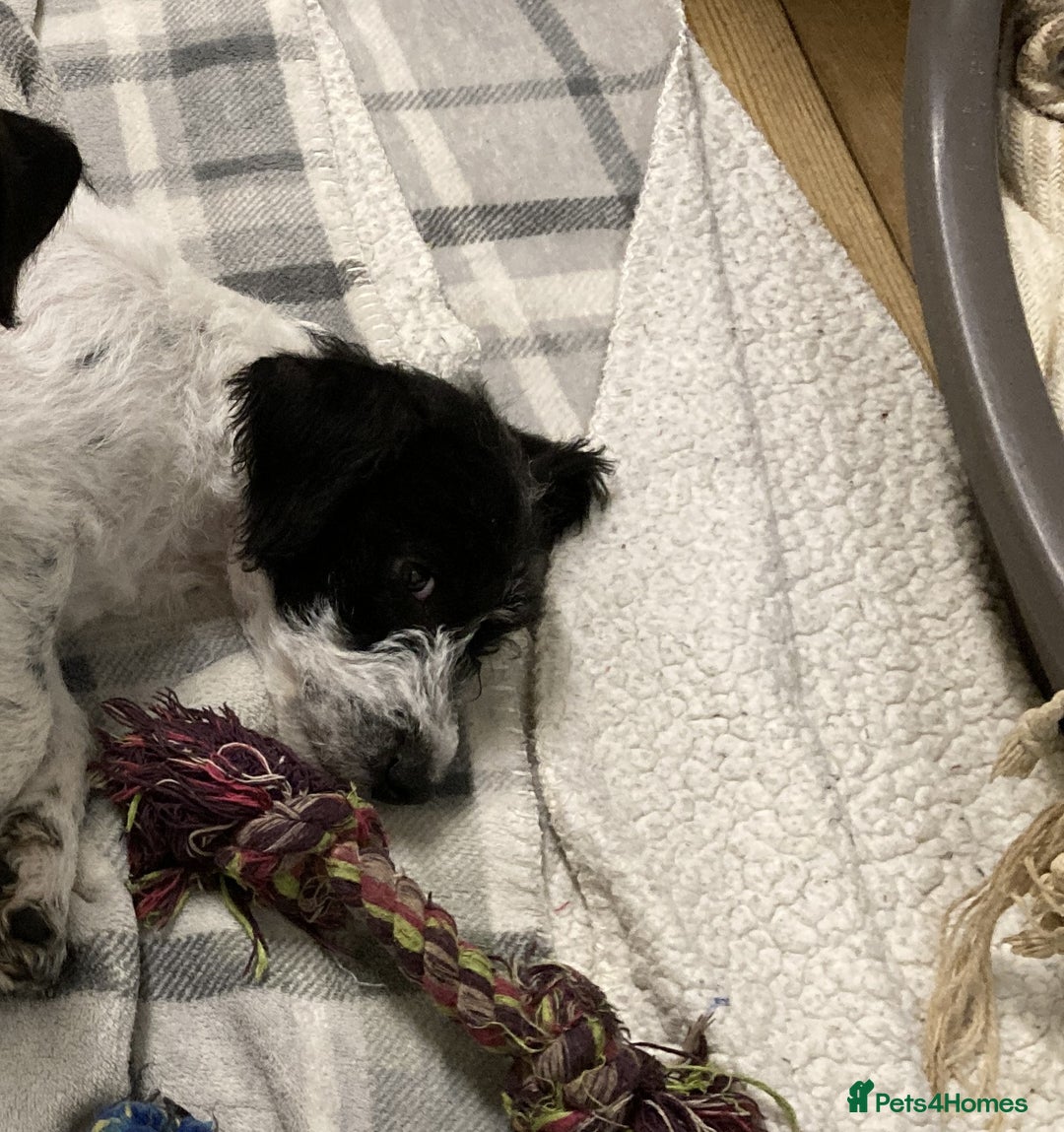 Jackapoo dogs for sale: @@GORGEOUS JACKAPOO PUPPIES@@ - Advert 5