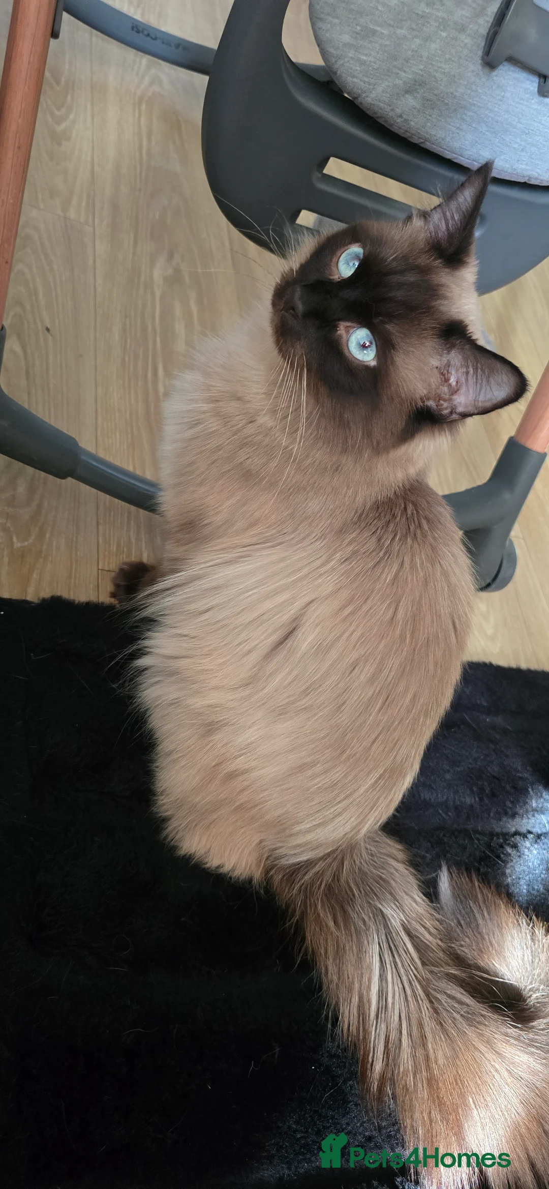 Ragdoll cats for stud: Ragdoll stud available - Advert 2