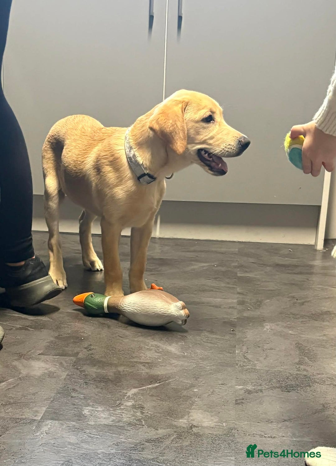 Labrador Retriever dogs for sale: Marley - Advert 3