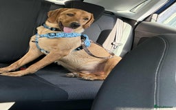 Labrador Retriever dogs for sale: Cooper  - Image 2